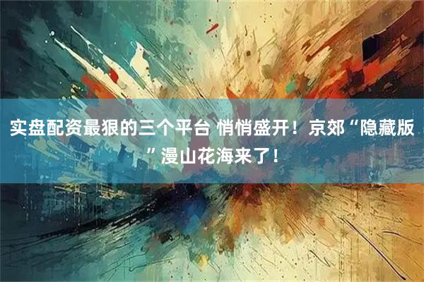 实盘配资最狠的三个平台 悄悄盛开！京郊“隐藏版”漫山花海来了！